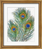 Framed Vivid Peacock Feathers II