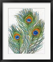 Vivid Peacock Feathers II Framed Print