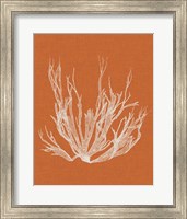 Framed Seaweed Pop I