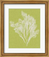 Framed Seaweed Pop V