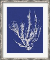 Framed Seaweed Pop VI