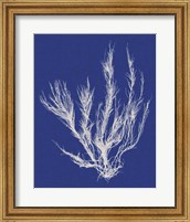 Framed Seaweed Pop VI