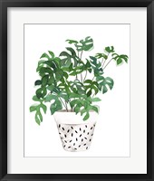 Framed Plant in a Pot IV