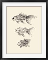 Framed Goldfish IV
