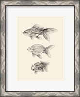 Framed Goldfish IV