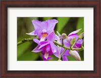 Framed Wild Orchid, Cloud Forest, Upper Madre De Dios River, Peru