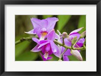 Framed Wild Orchid, Cloud Forest, Upper Madre De Dios River, Peru