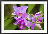 Framed Wild Orchid, Cloud Forest, Upper Madre De Dios River, Peru