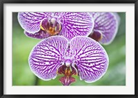 Framed Orchid