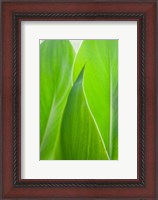 Framed Canna Leaf Close-Up 1