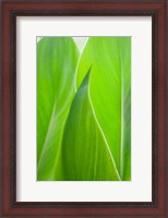 Framed Canna Leaf Close-Up 1