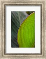 Framed Canna Leaf Close-Up 2