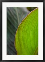 Framed Canna Leaf Close-Up 2