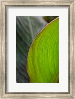 Framed Canna Leaf Close-Up 2