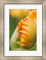 Framed Peach Bearded Iris 1