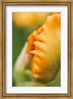 Framed Peach Bearded Iris 1