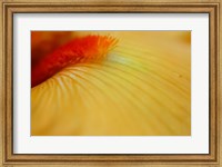Framed Peach Bearded Iris 2