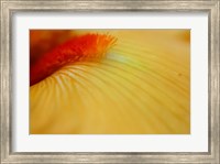 Framed Peach Bearded Iris 2