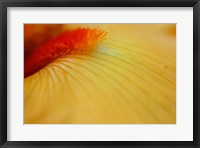 Framed Peach Bearded Iris 2