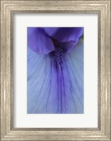 Framed Lavender Bearded Iris