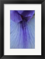 Framed Lavender Bearded Iris