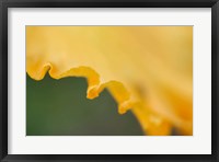 Framed Peach Bearded Iris