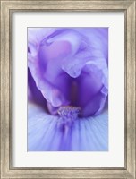Framed Lavender Bearded Iris