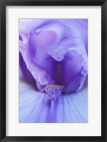 Framed Lavender Bearded Iris