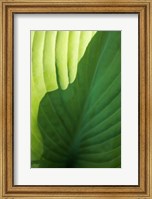 Framed Hosta Leaf Detail 2