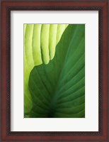 Framed Hosta Leaf Detail 2