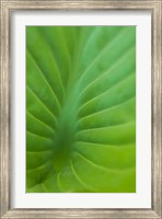Framed Hosta Leaf Detail 3