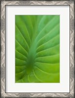 Framed Hosta Leaf Detail 3