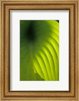 Framed Hosta Leaf Detail 4