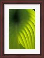 Framed Hosta Leaf Detail 4