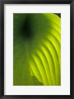 Framed Hosta Leaf Detail 4