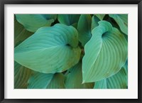 Framed Hosta Leaf Detail 5