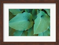 Framed Hosta Leaf Detail 5