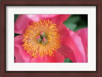 Framed Pink Peony Bloom