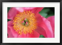 Framed Pink Peony Bloom