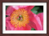 Framed Pink Peony Bloom