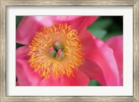 Framed Pink Peony Bloom