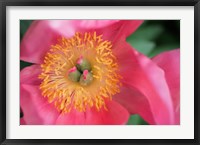 Framed Pink Peony Bloom