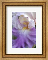Framed Pale Lavender Bearded Iris Close-Up