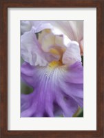 Framed Pale Lavender Bearded Iris Close-Up