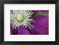 Framed Purple Clematis Bloom