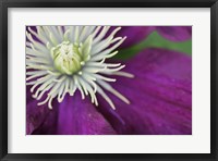 Framed Purple Clematis Bloom