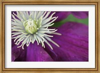Framed Purple Clematis Bloom