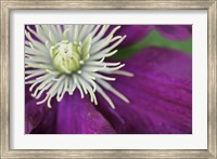 Framed Purple Clematis Bloom