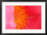 Framed Pink Peony Bloom 1