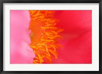 Framed Pink Peony Bloom 1